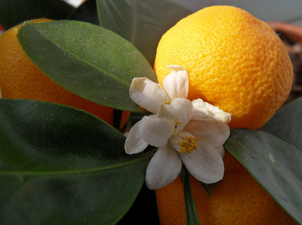 Citrus Mitis